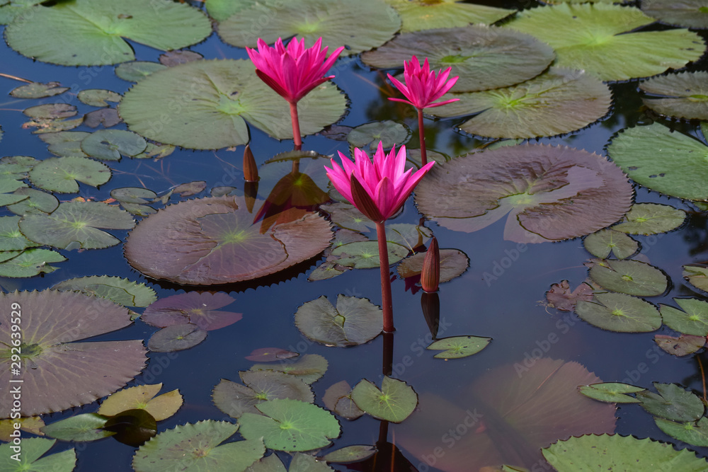 Lotus flower planted in the pond That has begun to bloom With beautiful colors And natural Lotus flower planted in the pond That has begun to bloom With beautiful colors And natural