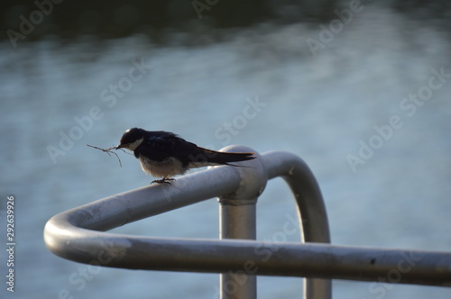 bird on branch