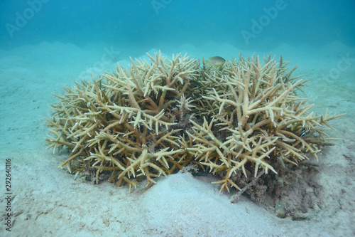 Fototapeta Naklejka Na Ścianę i Meble -  珊瑚礁