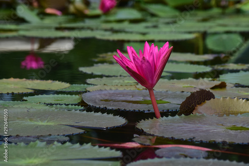 Lotus flower planted in the pond That has begun to bloom With beautiful colors And natural