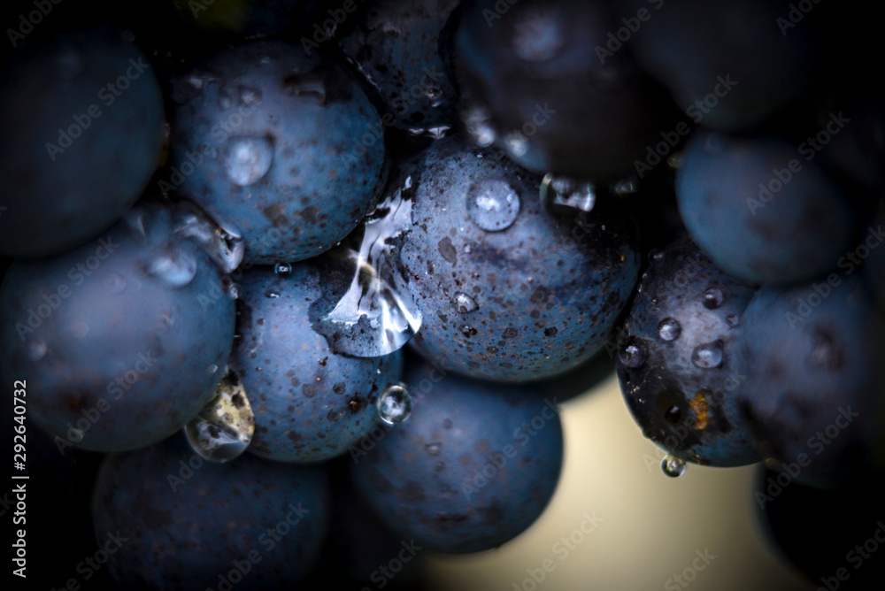 Gamay grapes on vines with lush green leaves