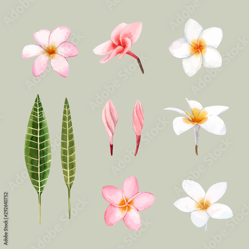 Watercolor orchid flowers vector illustration