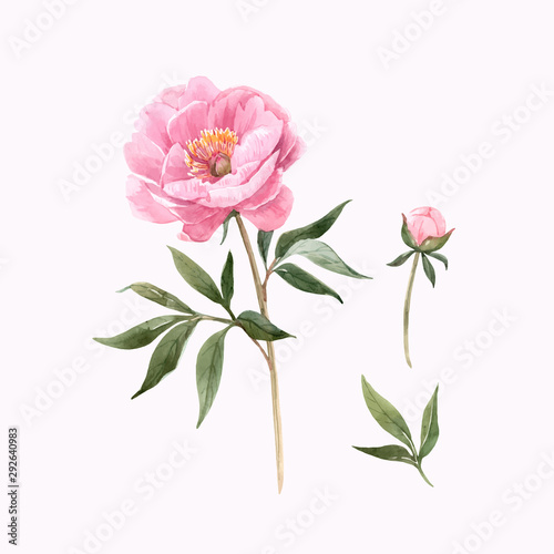 Watercolor peony flowers vector illustration