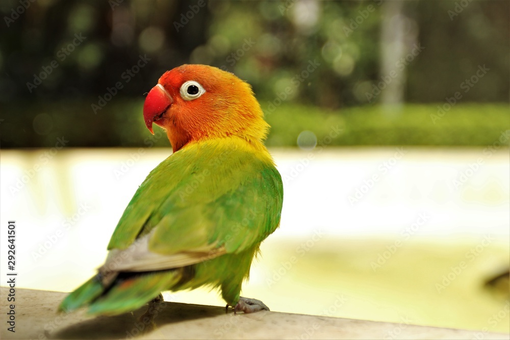 colorful parrot on branch