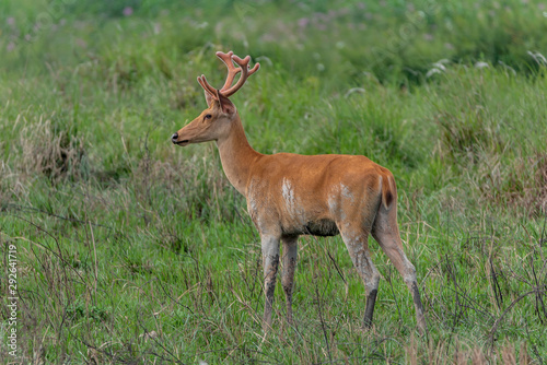 Fototapeta Naklejka Na Ścianę i Meble -  Deer in the forest