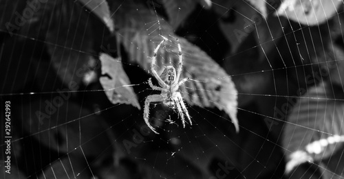 Spider Araneus diadematus in its web