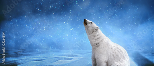 Fotografie Polar bear,snowflakes and sky