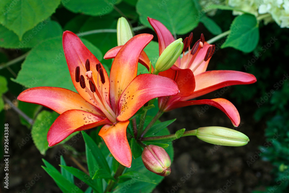 Orange and red lily flowers in the garden. Orange and red lily flowers in the garden.