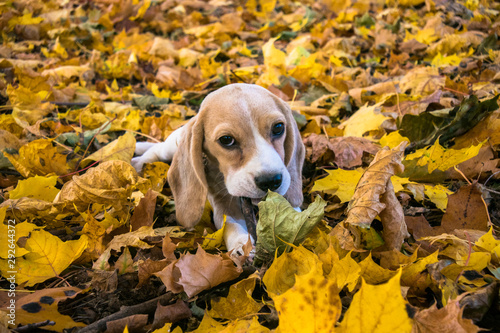 A smart beagle puppy on a walk in the city Park. Tricolor Beagle puppy is watching a peaceful autumn landscape.