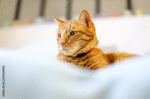 cat with green eyes