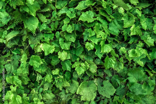 Wall of leaves, texture of green leaves, green floral background.