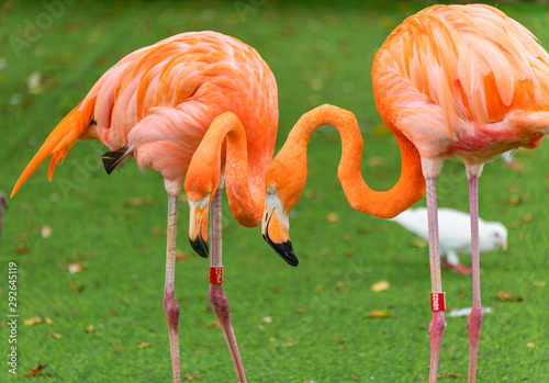 Flamingos at Shanghai Safari Park