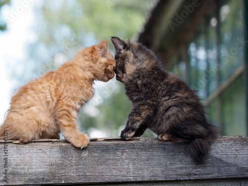 Obraz na plátne Kittens cute lick each other. Friendship and love cats
