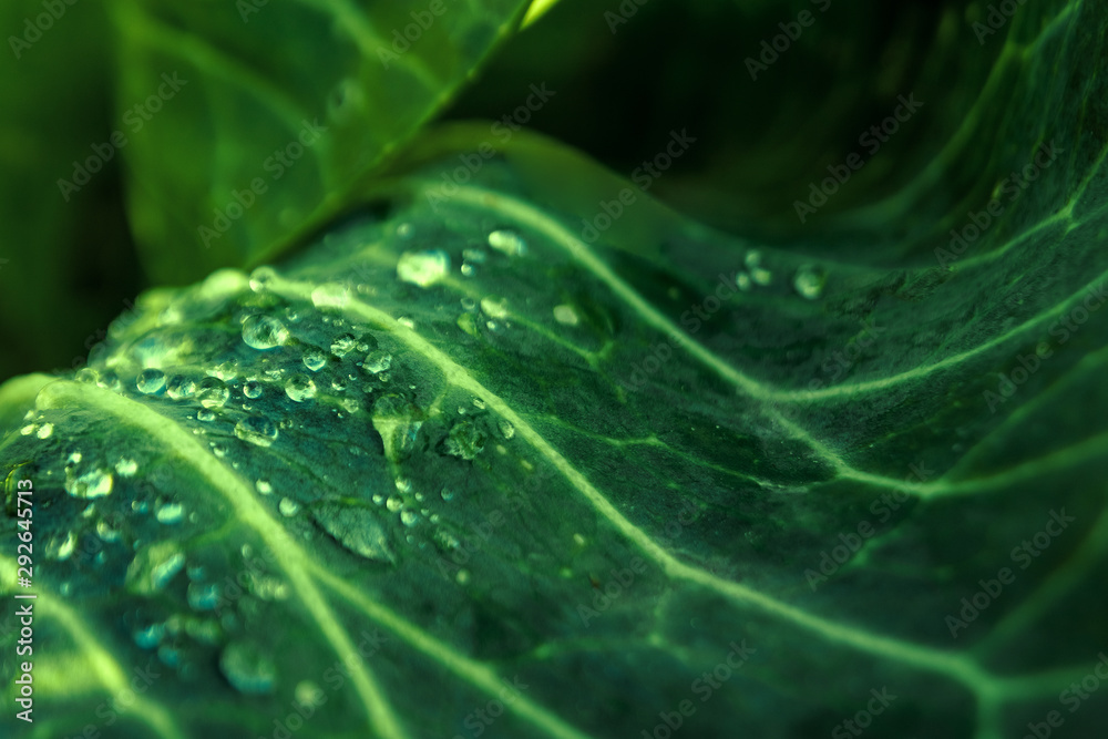 Tropical green leaves, nature concept. floral pattern background, real photo. Leaf texture Tropical green leaves, nature concept. floral pattern background, real photo. Leaf texture