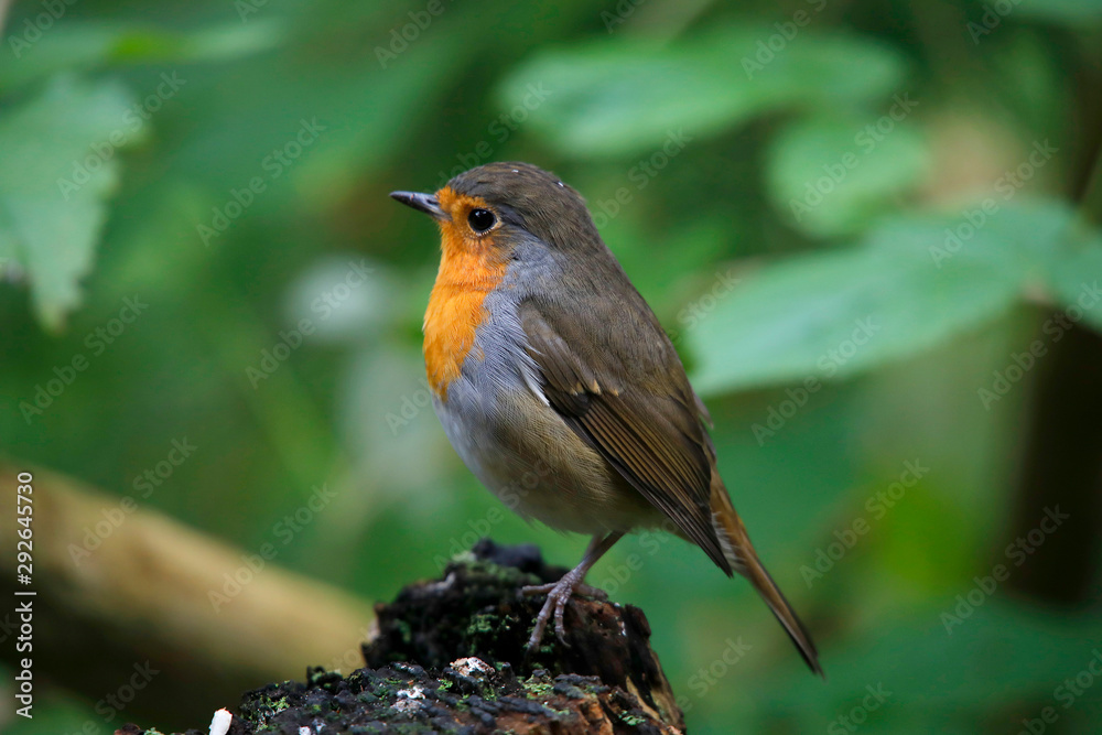Fototapeta premium Rotkehlchen (Erithacus rubecula) Singvogel sitzt auf Ast