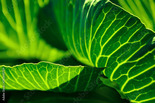 Tropical green leaves, nature concept. floral pattern background, real photo. Leaf texture