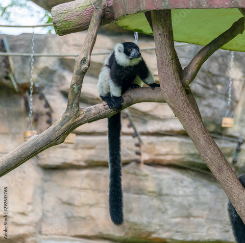 Black white-collar lemurs at Shanghai Safari Park