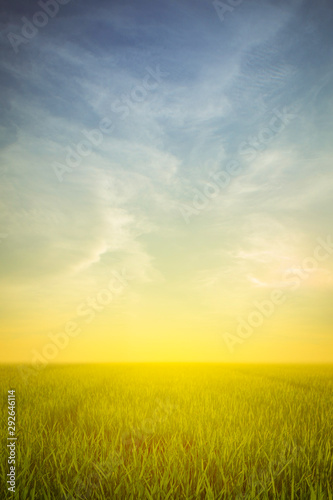 beautiful grass field and sunset