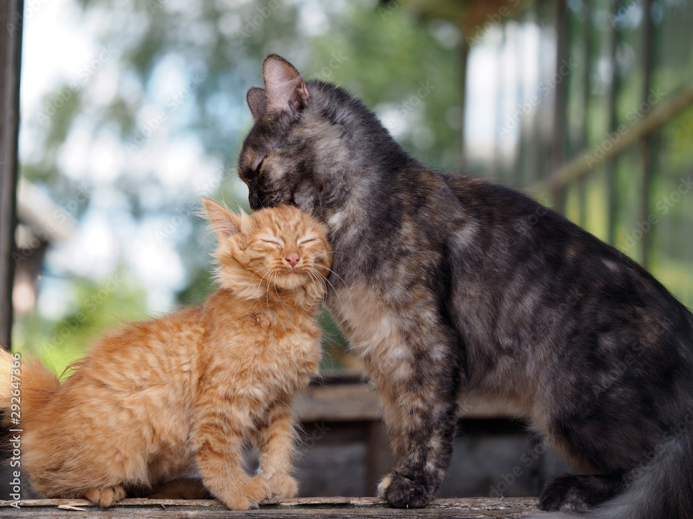 The cat takes care of her kitten with love. Mother and child cats The cat takes care of her kitten with love. Mother and child cats