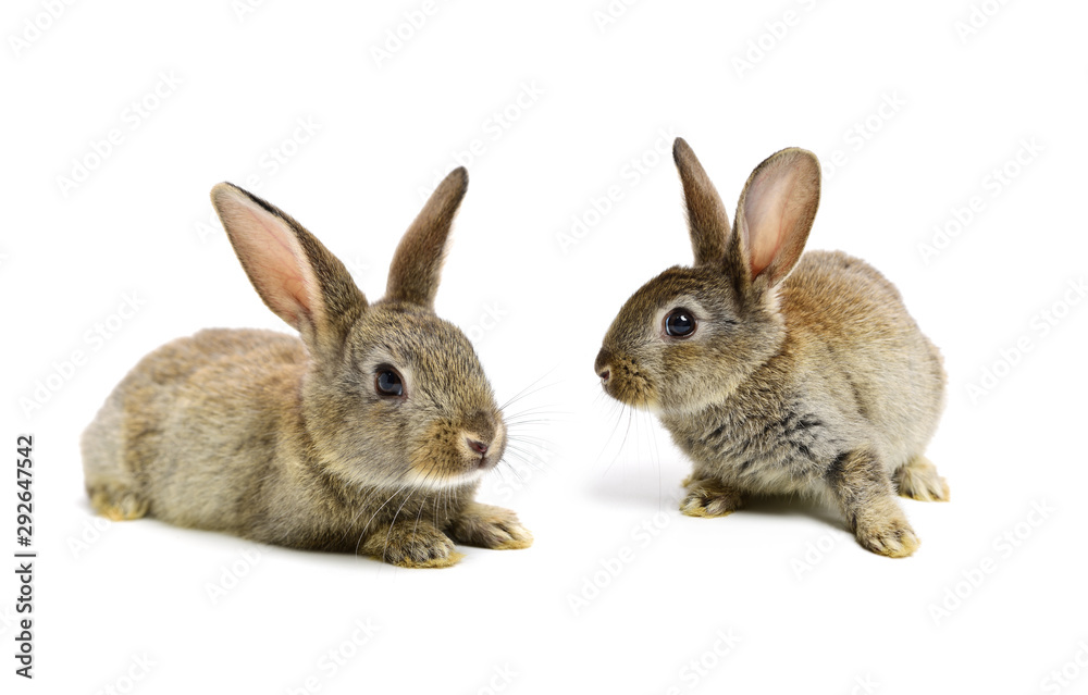 rabbit on a white background rabbit on a white background