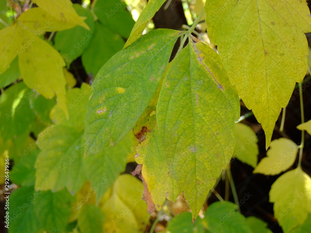 Beautiful autumn leaves. Shades of different colors, all the colors of autumn. Beautiful autumn leaves. Shades of different colors, all the colors of autumn.