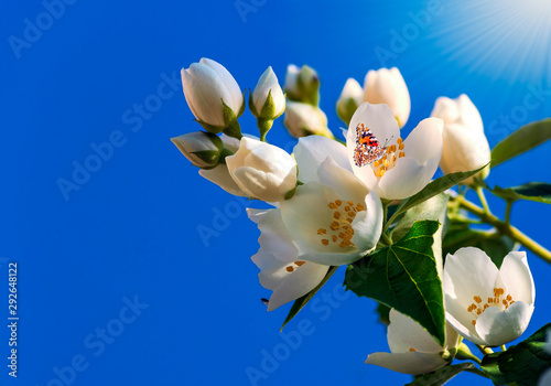 Blossoming flowers of Jasmine tree (Jasminum officinale), summer, Europe