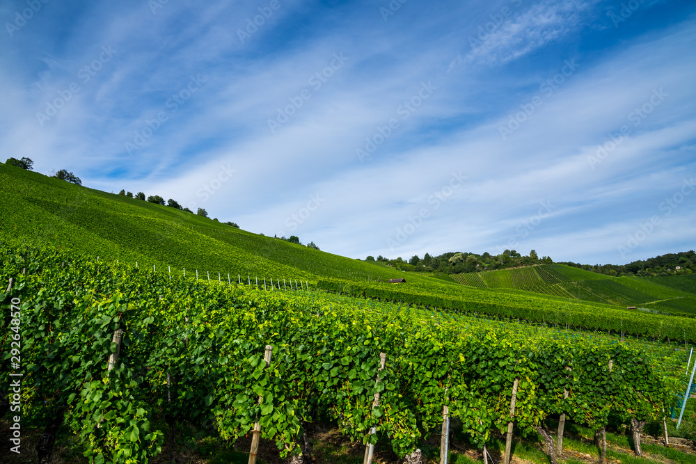 Germany, Green endless vineyards nature landscape near stuttgart uhlbach with blue sky in autumn season