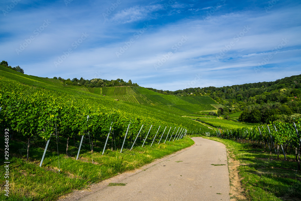 Fototapeta premium Germany, Street through green endless vineyards of stuttgart uhlbach in summer with blue sky and sun, a perfect nature landscape