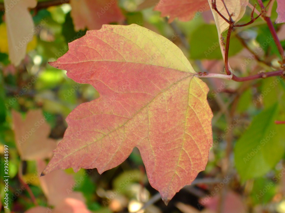Beautiful autumn leaves. Shades of different colors, all the colors of autumn. Beautiful autumn leaves. Shades of different colors, all the colors of autumn.