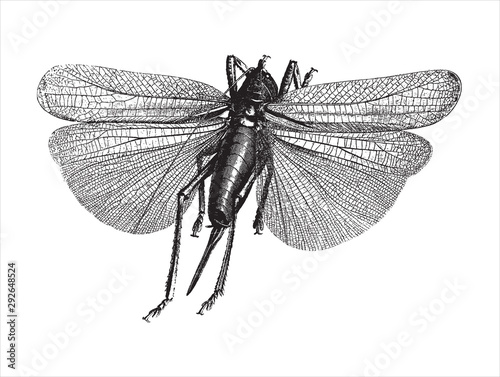 Vintage engraving of an insect