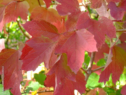 Beautiful autumn leaves. Shades of different colors  all the colors of autumn.