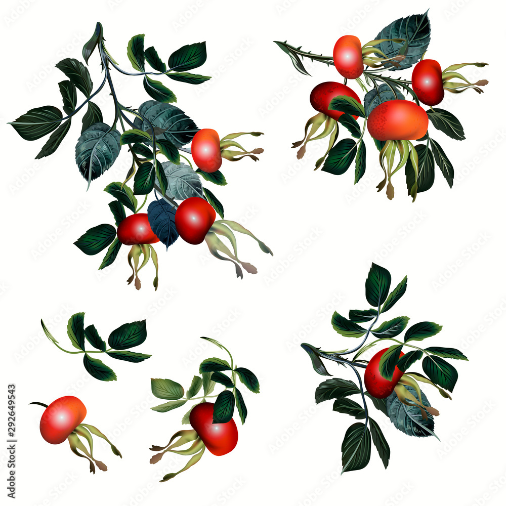 Collection of vector rose hip, realistic botanical illustration Collection of vector rose hip, realistic botanical illustration
