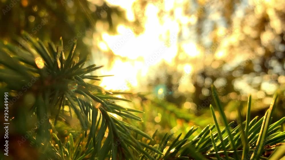 The rays of the sun make their way through the green spruce needles. Blue Spruce. Live texture with green needles and sun rays. Beautiful landscape background. Conifer needles close-up. Sun flares The rays of the sun make their way through the green spruce needles. Blue Spruce. Live texture with green needles and sun rays. Beautiful landscape background. Conifer needles close-up. Sun flares