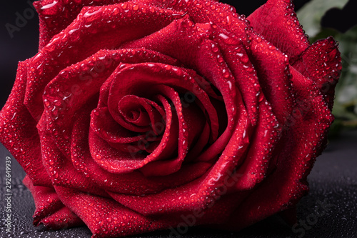 scarlet rose with delicate petals and drops of water on them is depicted closely with a pleasant aroma