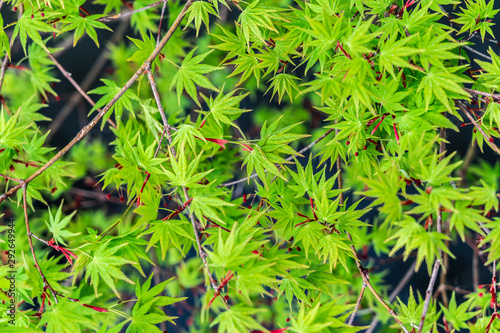 Japanese maple leaves