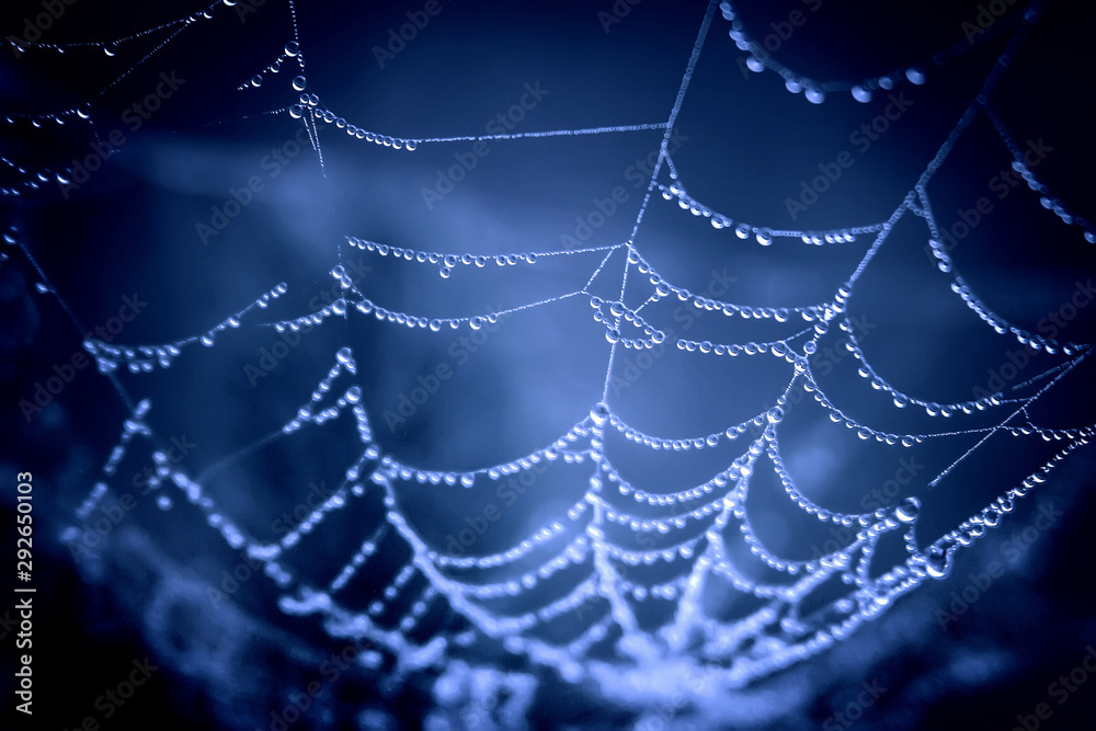 Fototapeta premium cobwebs in the dew on black background. Halloween background
