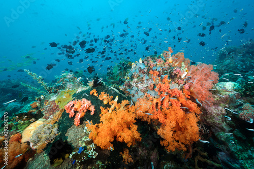 Fototapeta Naklejka Na Ścianę i Meble -  Reef scenic with Philippines chromis, Chromis scotochiloptera, Bangka Island Sulawesi Indonesia.