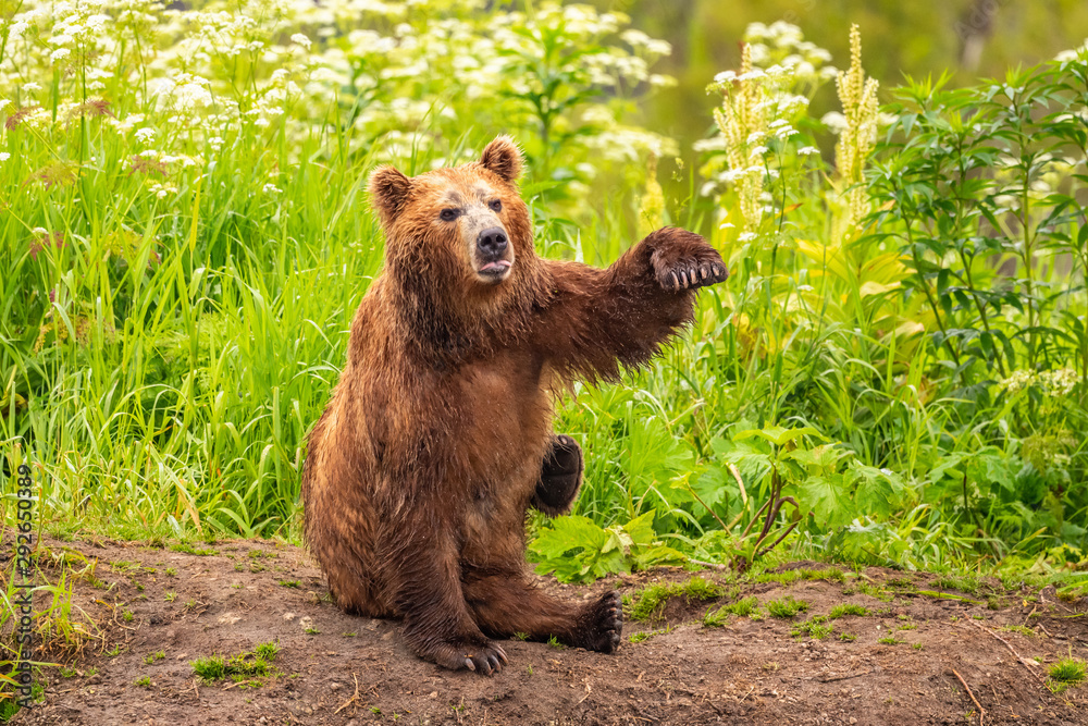 Ruling the landscape, brown bears of Kamchatka (Ursus arctos beringianus) Ruling the landscape, brown bears of Kamchatka (Ursus arctos beringianus)