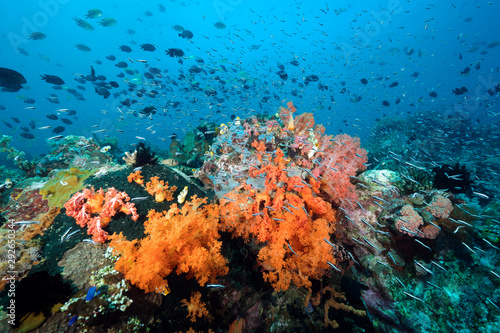 Fototapeta Naklejka Na Ścianę i Meble -  Reef scenic with Philippines chromis, Chromis scotochiloptera, Bangka Island Sulawesi Indonesia.