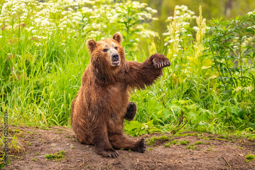 Rządząc krajobrazem, niedźwiedzie brunatne Kamczatki (Ursus arctos beringianus)