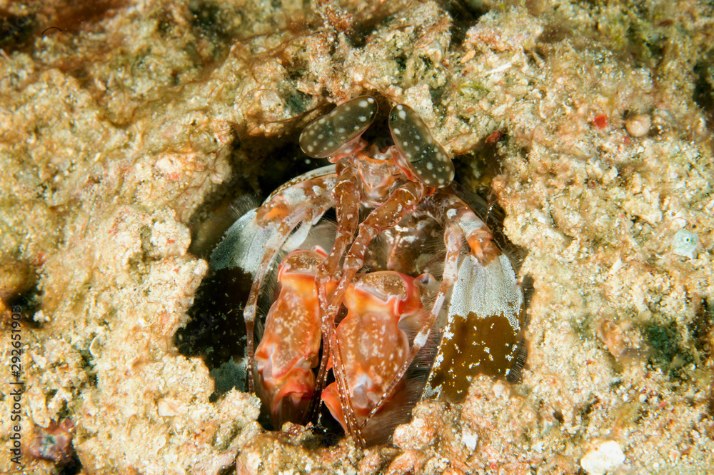 Spearing mantis shrimp, Lysiosquillina lisa, Sulawesi Indonesia.