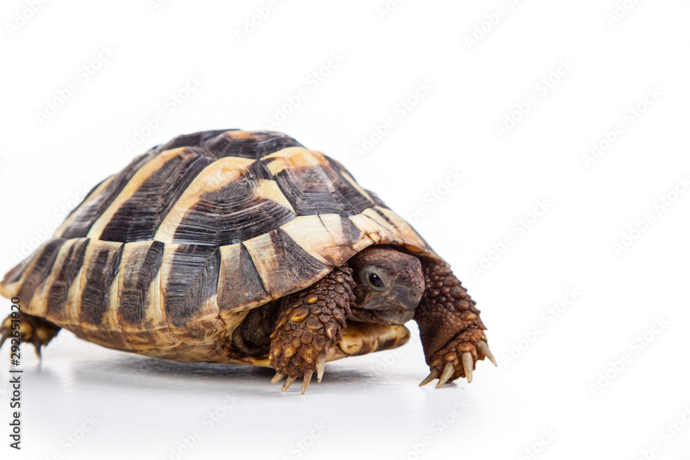 Obraz premium Eastern Hermann's tortoise, European terrestrial turtle, Testudo hermanni boettgeri, turtle on a white background