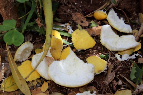 Concime naturale - Scorza di limone