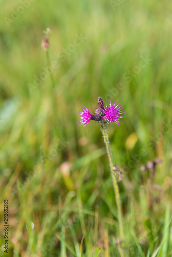 purple thisthle flower photo