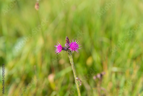 purple thisthle flower