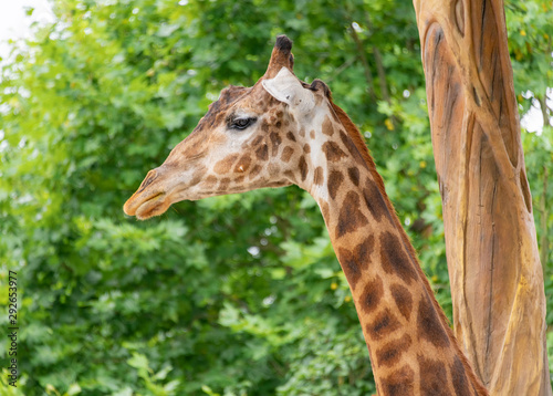 A close-up of a giraffe in a Shanghai safari park