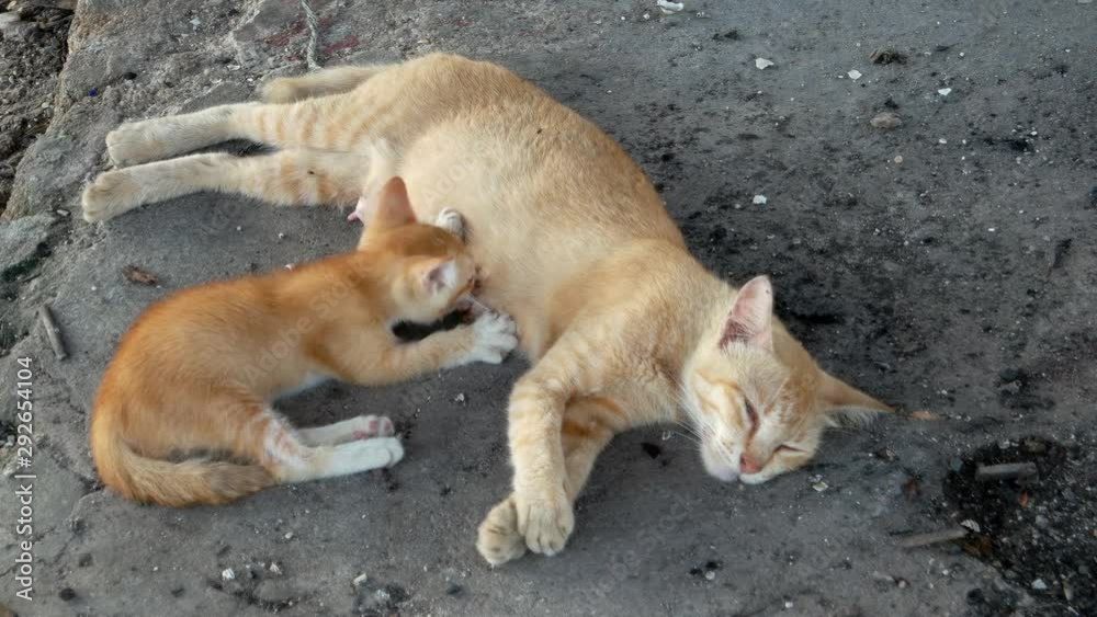 Orange cat breastfeeding near the fishing village. Orange cat breastfeeding near the fishing village.