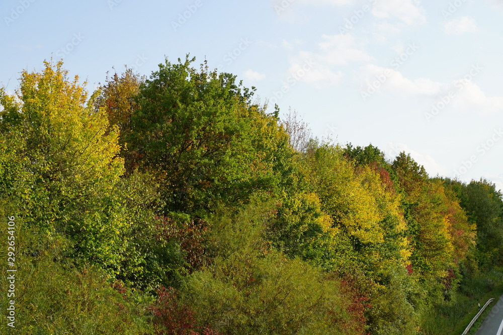 trees and blue sky,autumn, tree, forest, sky, landscape, fall, nature, trees, green, blue, season, leaf, yellow