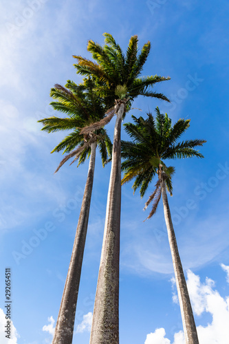Coconut trees in the sky