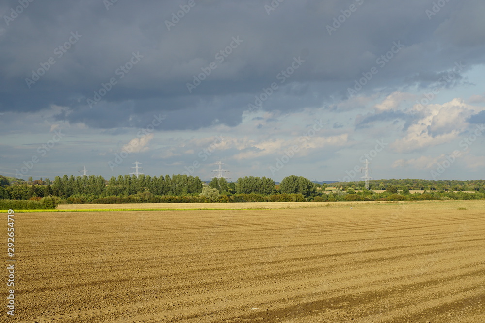 landscape with wheat field and blue sky,Stratocumulus clouds